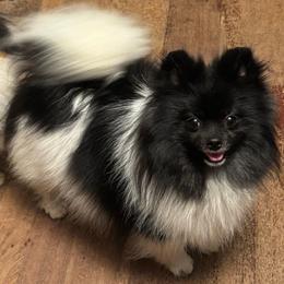 Twist - Pomeranian