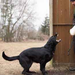 Indy - German Shepherd