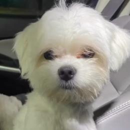 Oliver - Maltese