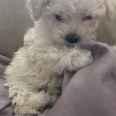 Bolognese Puppies from Sweet Angels Bolognese