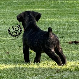 Red - Black brindle female Cane Corso puppy in Laplace, Louisiana from Tou Tru kennel