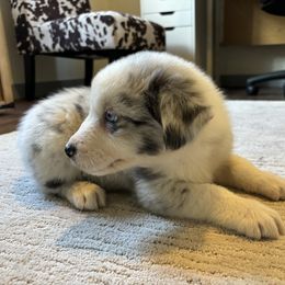 Girl # 1 - Blue merle Australian Shepherd puppy in Oregon from Royal Australian Shepherds