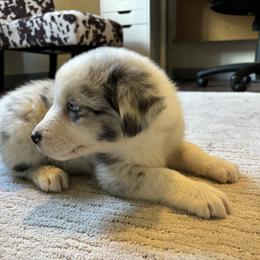 Girl # 1 - Blue merle Australian Shepherd puppy in Oregon from Royal Australian Shepherds