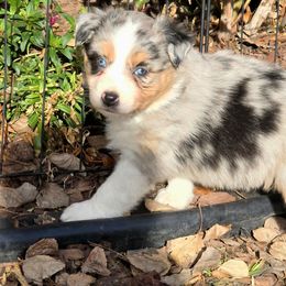 Darby(Goose) - Blue merle female Australian Shepherd puppy in Smithfield, Utah from Invictus Farms