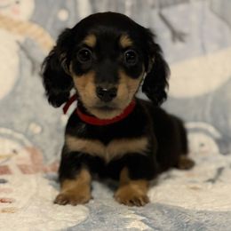 Spencer - Black and cream male Dachshund puppy in Madera, California from Winnie’s Doxies