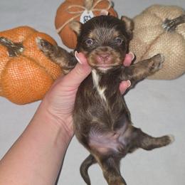 Mercury - Chocolate, tan and white male Yorkshire Terrier puppy in Lakeland, Florida from You Me & The Yorkies