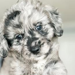 Hazel - Goldendoodle puppy from Doodle Acres
