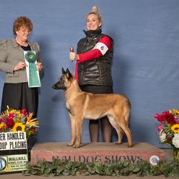 Belgian Malinois, Dachshund, and Dutch Shepherd Puppies from Paws Laws k9