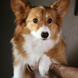 Georgia - Pembroke Welsh Corgi