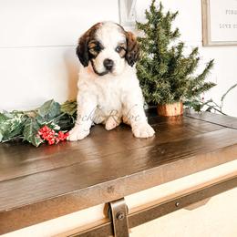 Girl 1 - female Saint Berdoodle puppy in Beaver, Utah from Rocky Ridge Ranch