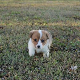 Miranda - Sable and white female American Corgi puppy in Leighton, Alabama from Bar P Livestock Corgis