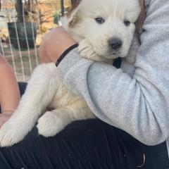 Anatolian Pyrenees Puppies from Daisy's Dog House