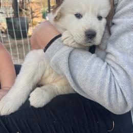 Anatolian Pyrenees Puppies from Daisy's Dog House