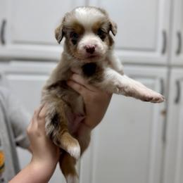 Rocko - Red merle male Australian Shepherd puppy in Odessa, Texas from Yucca Blossom Pups