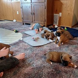 Boxer and Goldendoodle Puppies from PuppyLove
