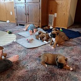Boxer and Goldendoodle Puppies from PuppyLove