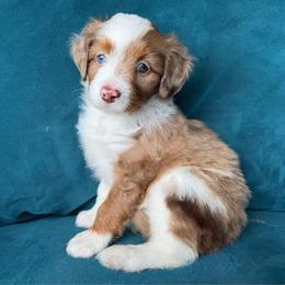 Mira (red) - Red merle female Aussiedoodle puppy in Watertown, Wisconsin from Little Bear Paws Aussiedoodles