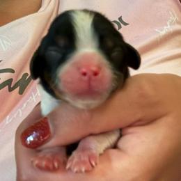 Tri boy - Tri-color male Cavalier King Charles Spaniel puppy in Columbia, South Carolina from Columbia Cavaliers