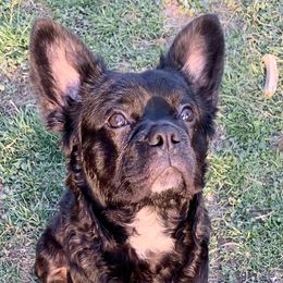 Fred - Companion Cross