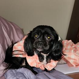 Mocha - Shih Tzu