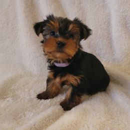 Girl 1 - Yorkshire Terrier puppy in Phoenix, Arizona from Saguaro Yorkie Ranch