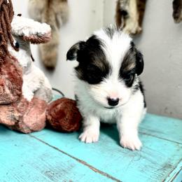 Lucchese - Black and white female American Corgi puppy in Bayard, Nebraska from Puppies by Alies
