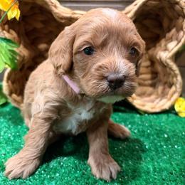 Bo peep - Buff and white female Cockapoo puppy in Atco, New Jersey from Flannery’s lucky puppies 🍀