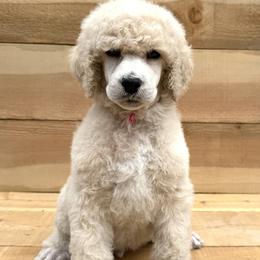 Lions  mane - Cream male Poodle puppy in Arroyo Grande, California from Ever So Clever Poodles