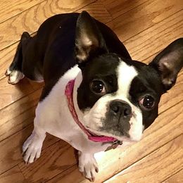 Bella  - Boston Terrier