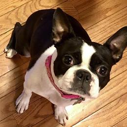 Bella  - Boston Terrier