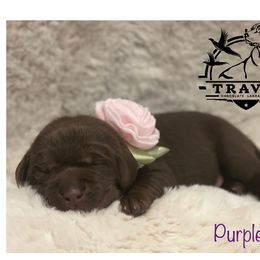 Labrador Retriever Puppies from Travis’ Chocolate Labradors