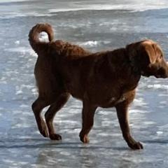 Chesapeake Bay Retriever Puppies from North River Chesapeakes