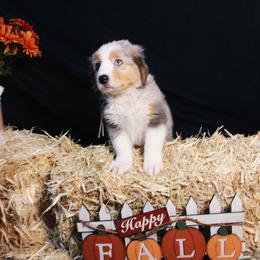 Australian Shepherd Puppies from Cooper Ridge Aussies