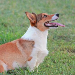 Mako - Pembroke Welsh Corgi
