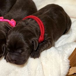 Red - Chocolate female Labrador Retriever puppy in Huntington, Texas from Soggy Bottom Retrievers