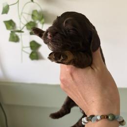 Perry - Brown and tan male Cocker Spaniel puppy in Indiana from muddy boots cocker spaniels and cockapoos