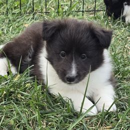 Luna - Black and white female Shetland Sheepdog puppy in Luray, Missouri from Krayola Shelties