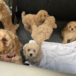 Australian Shepherd and Poodle Puppies from The Mason Farm
