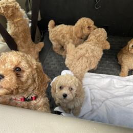 Australian Shepherd and Poodle Puppies from The Mason Farm