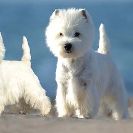 West Highland White Terrier All Grown Up from Wildwood Westies
