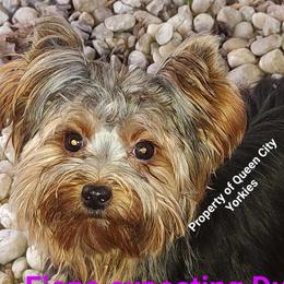 Fiona ( Fi Fi) - Yorkshire Terrier
