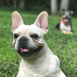Bailey - French Bulldog