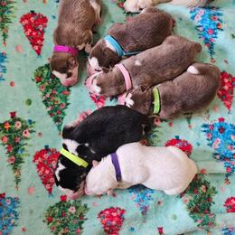 Ivy - Sable and white female Siberian Husky puppy in Springfield, Massachusetts from 16acreshuskies