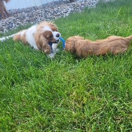 Hansel - Ruby Cavalier King Charles Spaniel puppy in West Valley, Utah from Criddle Mountain Cavaliers