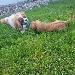 Hansel - Ruby Cavalier King Charles Spaniel puppy in West Valley, Utah from Criddle Mountain Cavaliers