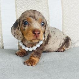 Imogen - Dapple female Dachshund puppy in Stilwell, Oklahoma from MB’s Dachshunds