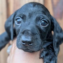 Blue Boy - Black male Dachshund puppy in Chehalis, Washington from Hill Top Dachshunds