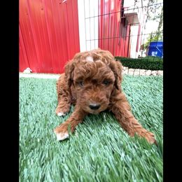 Bernedoodle and Goldendoodle Puppies from Doodling Around Indiana Poodles & Doodles