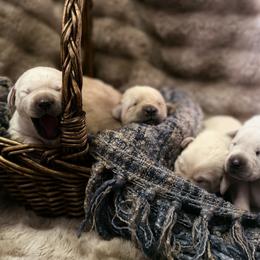 Labrador Retriever Puppies from Knotty Creek Labradors