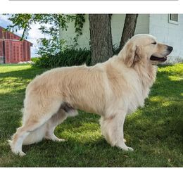 Goose - Golden Retriever